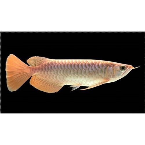 紅龍魚有不過背的嗎圖片