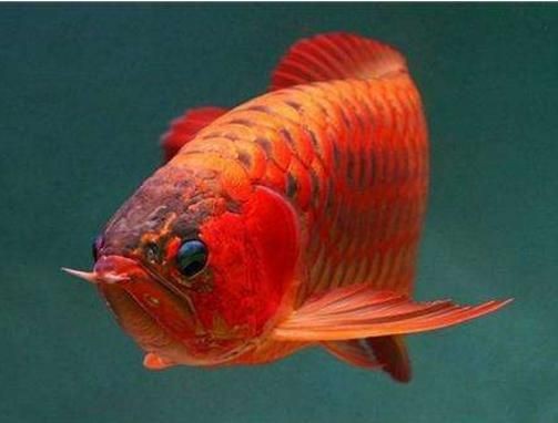 紅龍魚有不過背的嗎圖片