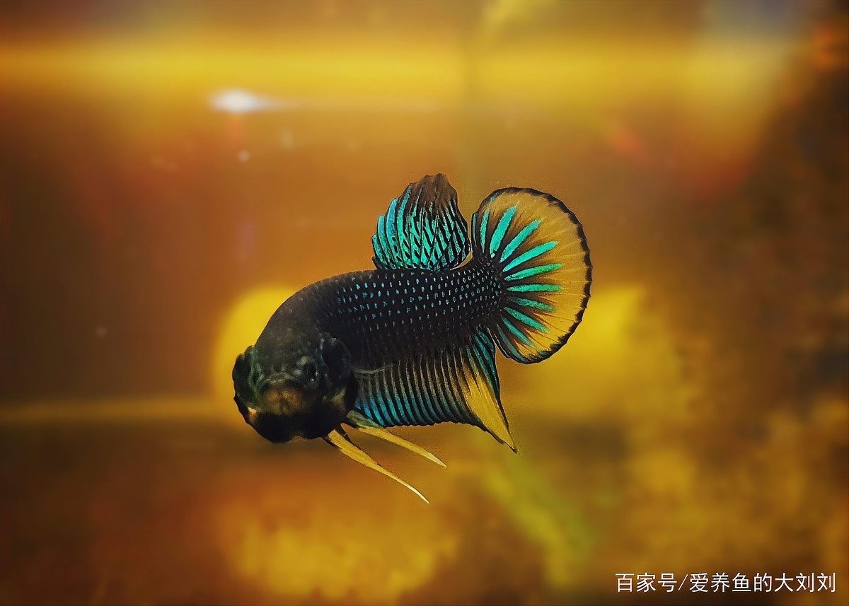 如何選購適合龍魚養殖的水泵？