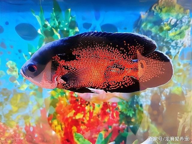 如何選購適合龍魚養殖的水泵？