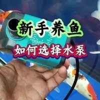 如何選購適合龍魚養殖的水泵？