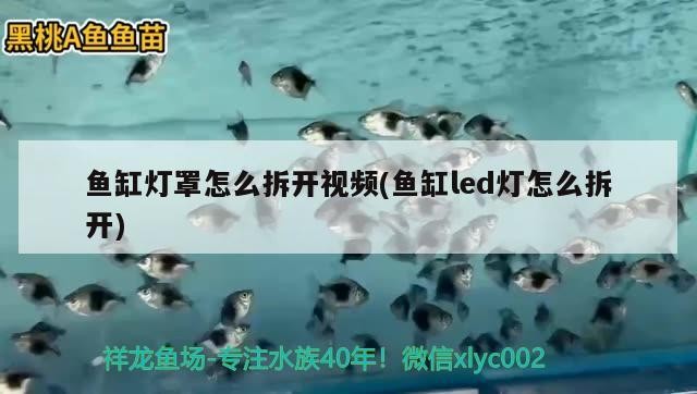 小紅龍魚用什么燈照最好呢（人類的探測器潛入10000多米深的馬里亞）