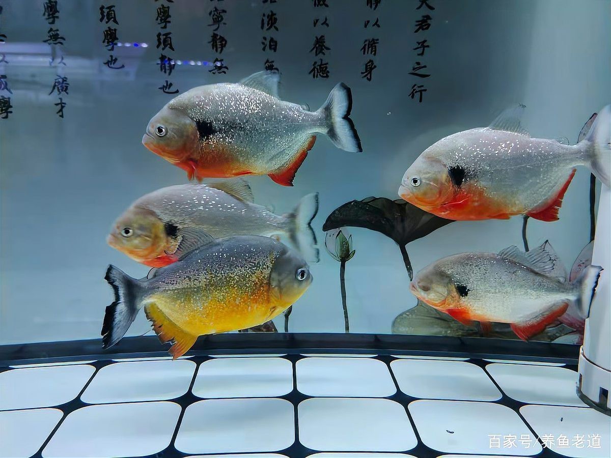 一個缸只養一條魚