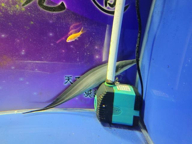 一個缸只養一條魚