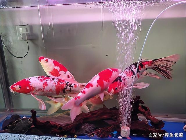 一個缸只養一條魚