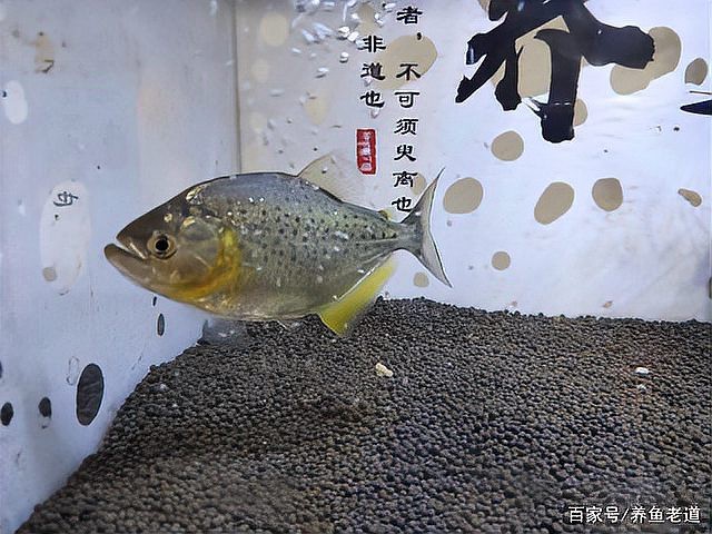 一個缸只養一條魚
