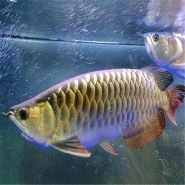 金龍魚在廣州有哪些經銷網點？