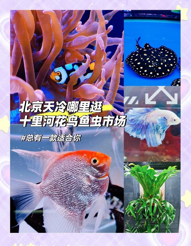 北京哪里賣紅龍魚便宜點