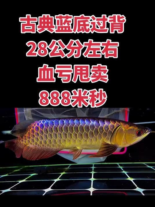 藍底過背金龍價格多少