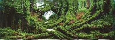 有哪些知名草缸造景師曾獲獎？