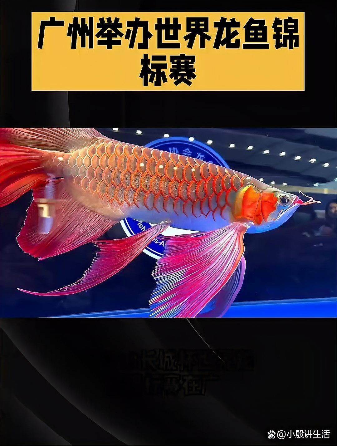冠軍龍魚的主人大傅是誰？