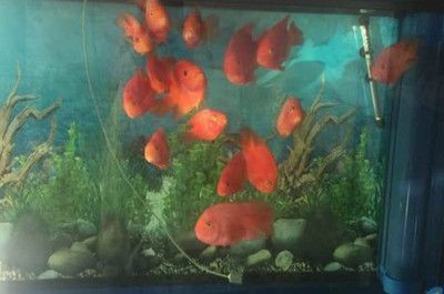 一般魚缸能用幾年壽命（魚缸使用壽命一般在8-10年左右但具體使用壽命還需考慮上述）