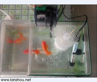 魚缸水質維護周期建議：魚缸水質檢測工具推薦，觀賞魚適宜ph值范圍，魚缸換水操作注意事項
