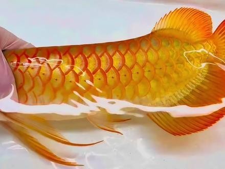 紅龍魚視頻推薦