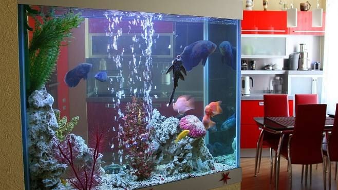 魚缸百度貼吧（魚缸百度貼吧是一個專注于魚缸交流平臺的交流平臺）