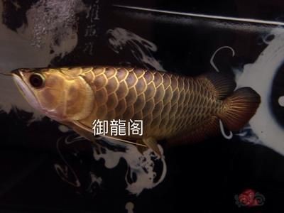 龍魚最早被生物學(xué)家發(fā)現(xiàn)定名是在什么地方：龍魚最早被生物學(xué)家發(fā)現(xiàn)定名在1829年
