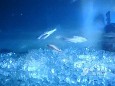 魚缸燈模擬自然光的科學原理：魚缸燈模擬自然光的科學原理涉及到了生物學和物理學和物理學