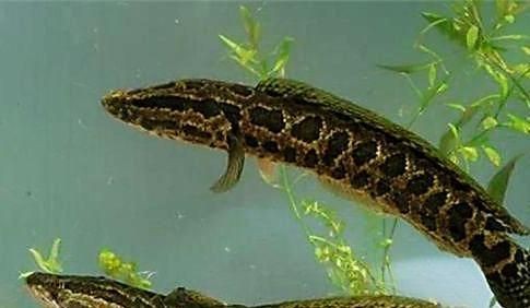 黑魚和龍魚都是常見的淡水魚，但它們在外觀、營養(yǎng)價值等方面有所不同：黑魚和龍魚在外觀、生活習(xí)性、營養(yǎng)價值等方面有所不同
