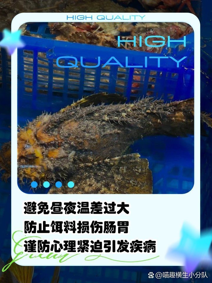 紅老虎魚最忌三種東西