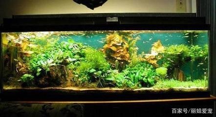 魚缸LED燈品牌推薦：探索魚缸led燈品牌推薦
