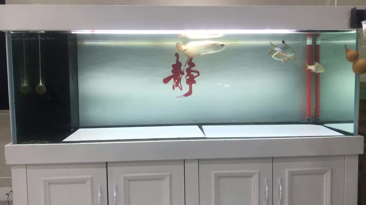 高溫煮魚才有狀態(tài)，水溫一降又呆滯了，有何