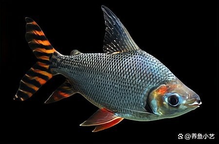 魟魚作為紅龍魚的配魚合適嗎？