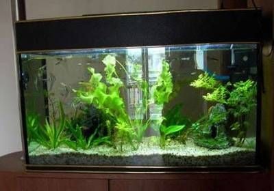 客廳魚缸正確擺放圖（客廳魚缸正確擺放位置） 客廳魚缸正確擺放圖（客廳魚缸正確擺放位置） 魚缸百科 第3張