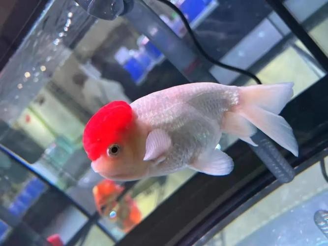 第五屆中國金魚大賽