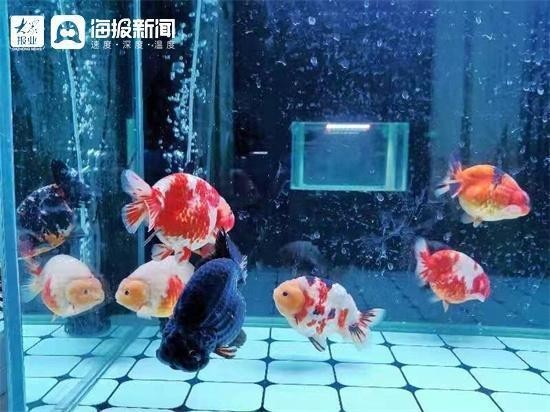 第五屆中國金魚大賽