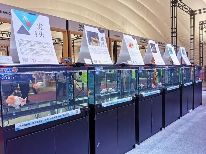 第五屆中國金魚大賽
