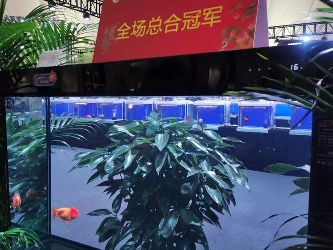 第五屆中國金魚大賽