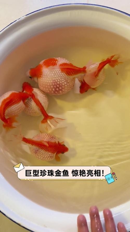第五屆中國金魚大賽