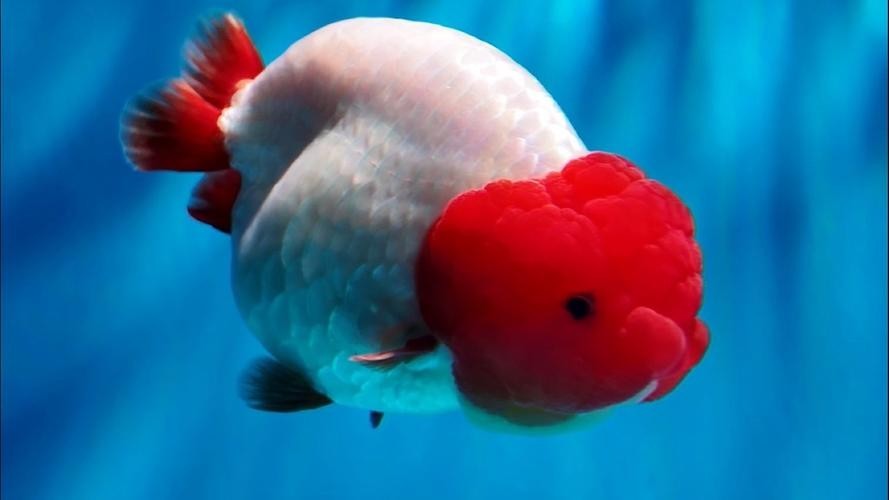 第五屆中國金魚大賽
