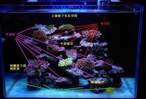 海缸和純魚缸的造景方式不僅能讓你的魚缸更生機勃勃：如何打造一個夢幻海缸