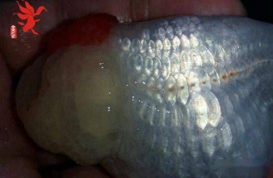 金龍魚魚鱗充血發(fā)紅眼睛凹陷：金龍魚魚鱗充血發(fā)紅可能是由于以下幾種情況處理方法