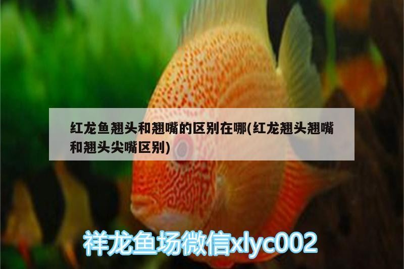 紅十字魚圖片，十字魚刺法，十字魚刺法分享十字魚圖片的解釋