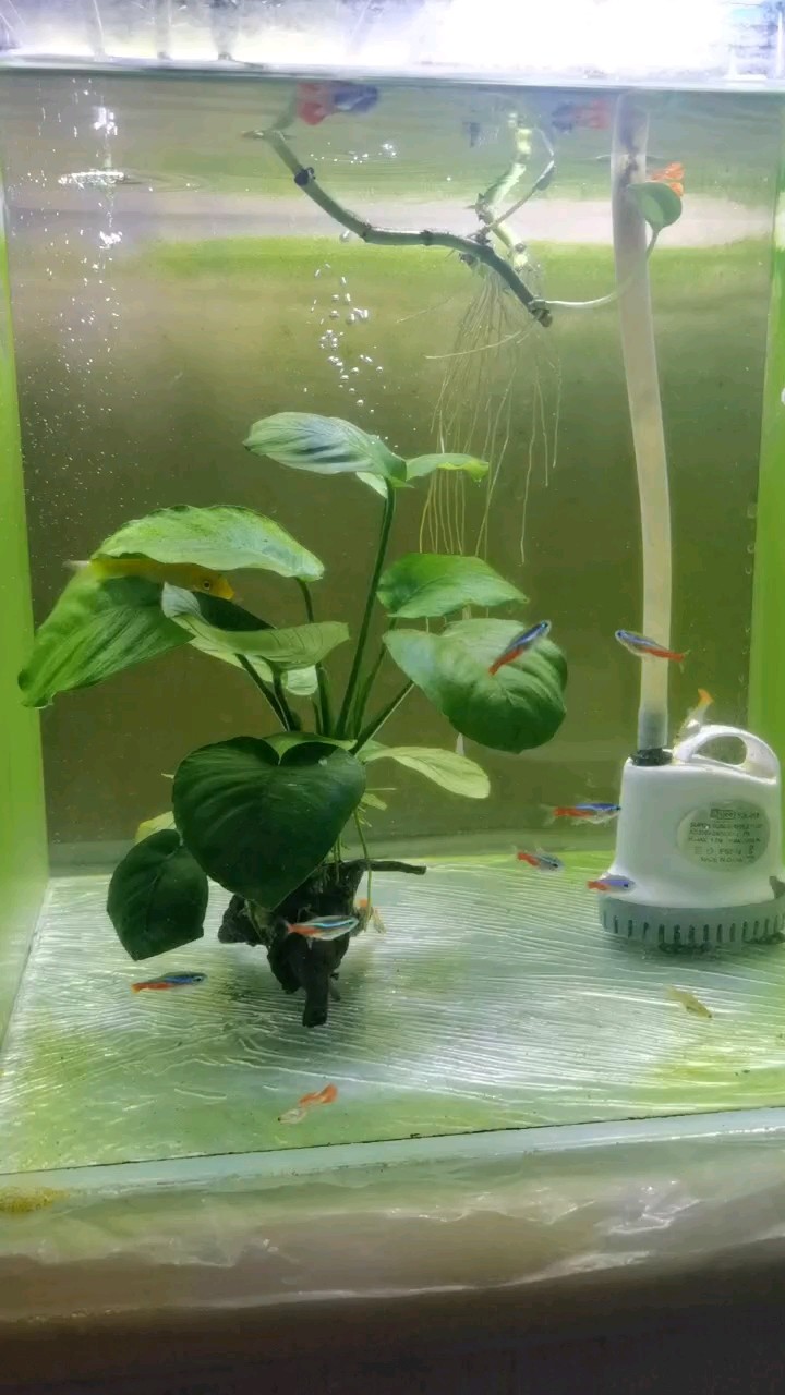 養魚