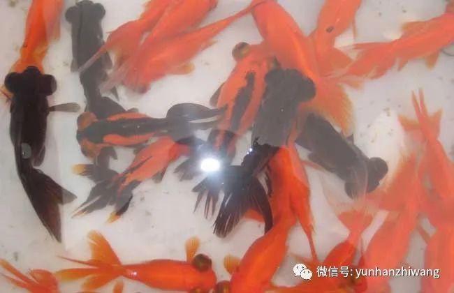 82年狗養幾條魚最旺
