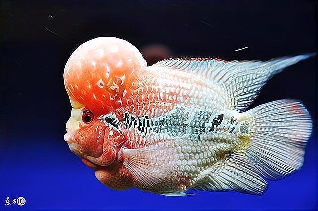82年狗養幾條魚最旺