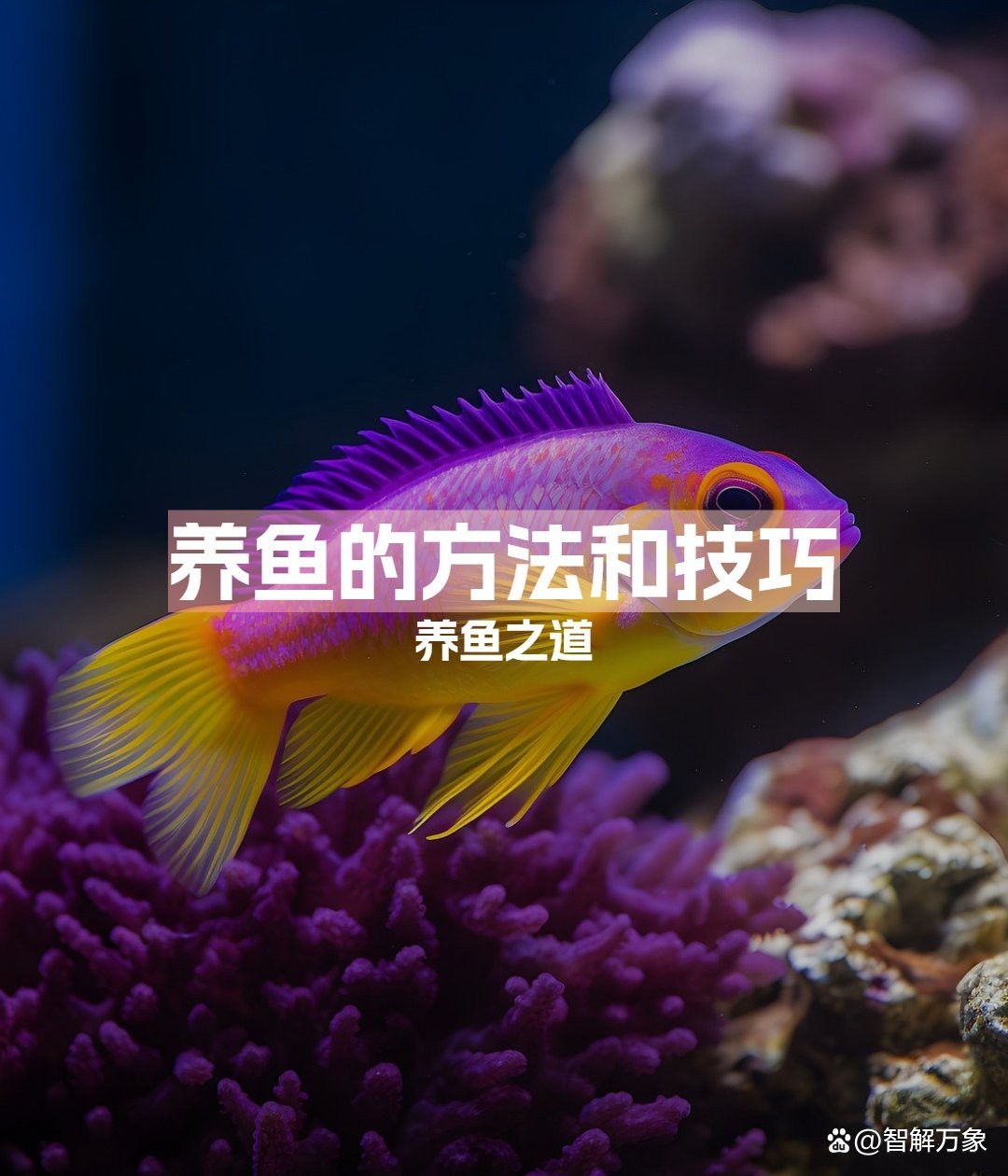 觀賞魚的飼養方法