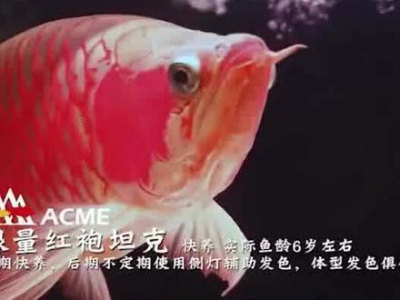 金龍魚壓養是什么意思