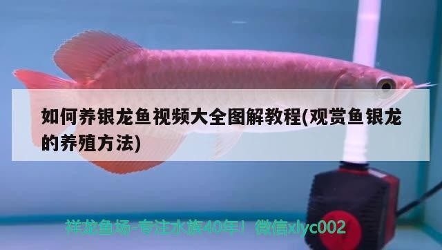 如何養銀龍魚視頻大全圖解教程(觀賞魚銀龍的養殖方法)