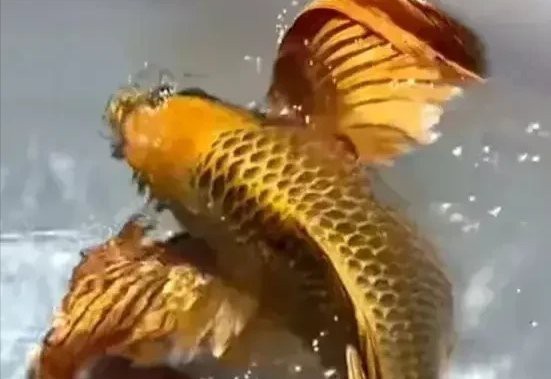 番禺龍魚批發市場營業時間是每天9點至下午6點至下午6點，廣州番禺龍魚批發市場營業時間是每天9點至下午6點至下午6點