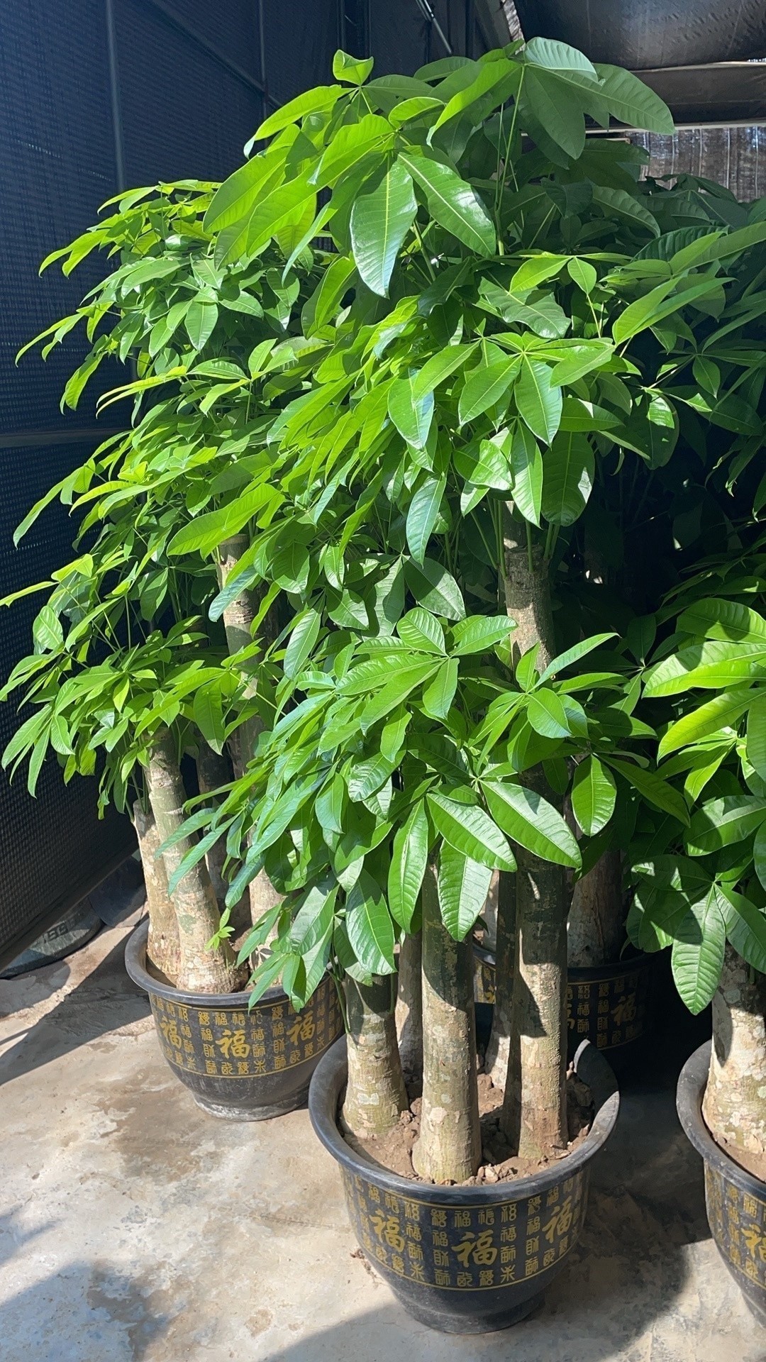 龍溪大道花博園的具體地址