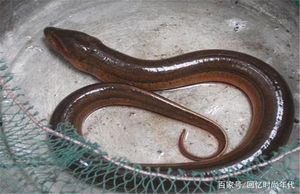 黃鱔養魚缸里面會被淹死嗎：黃鱔在養魚缸內會被淹死嗎