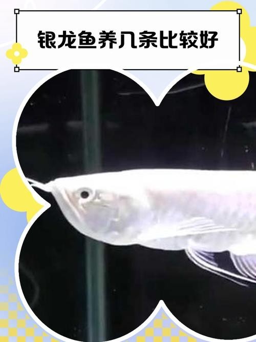 銀龍魚觀賞魚能長多大呢圖片