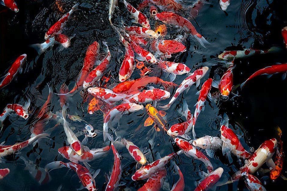 什么魚刺最多排名第一