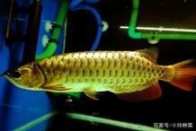 紅龍魚的玄學(xué)解釋