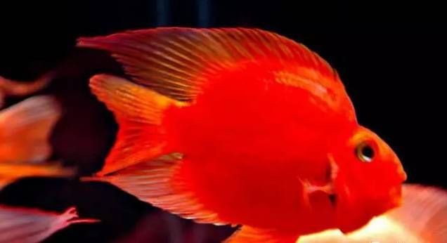 紅龍魚的玄學(xué)解釋