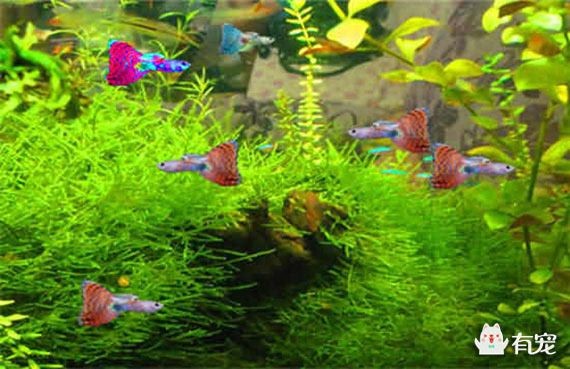 熱帶魚魚缸造景圖片大全（熱帶魚魚缸造景圖片大全,）